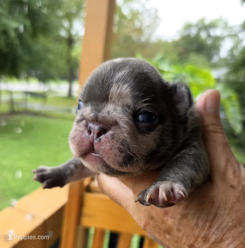 Cadbury 88/12 – Frenchton puppy for sale in Pensacola, FL