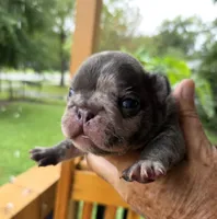 Cadbury 88/12, a male Frenchton for sale in Pensacola, FL – 1 of 10