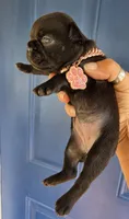Beth Dutton (mini), a female French Bulldog for sale in Pensacola, FL – 4 of 7
