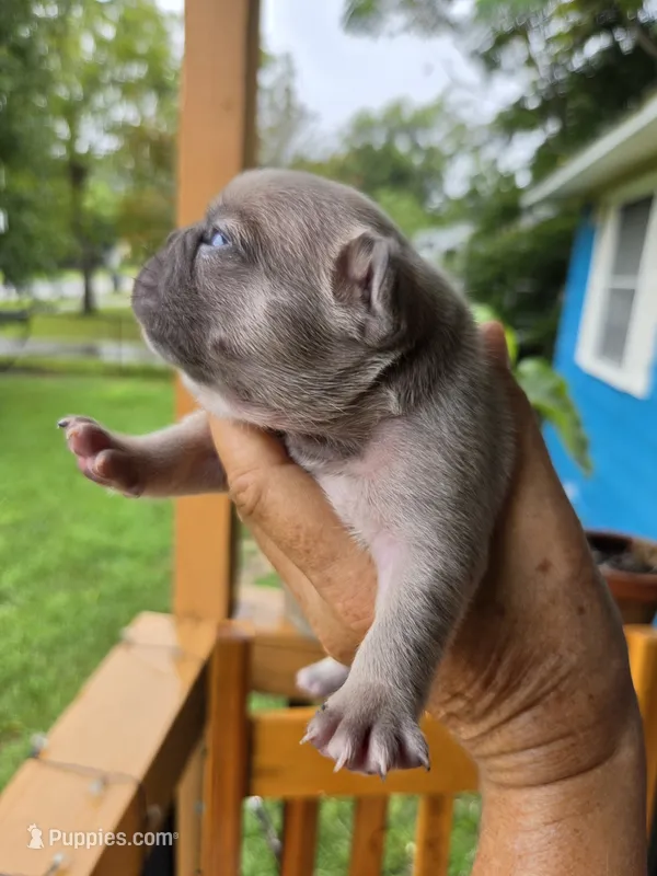 Razz 88/12 – Frenchton puppy for sale in Pensacola, FL