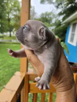 Razz 88/12, a male Frenchton for sale in Pensacola, FL – 1 of 8