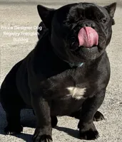 Stripe Frenglish, a male English Bulldog and French Bulldog for sale in Pensacola, FL – 6 of 7