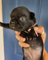 Beth Dutton (mini), a female French Bulldog for sale in Pensacola, FL – 3 of 7