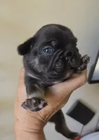 Mr.Pibb Coco Tan point, a male French Bulldog for sale in Pensacola, FL – 3 of 10