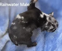 Rainwater, a male French Bulldog for sale in Pensacola, FL – 10 of 10