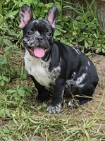 RIP!, a male French Bulldog for sale in Pensacola, FL – 2 of 3