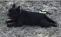 Prince, a male English Bulldog and French Bulldog for sale in Pensacola, FL – 6 of 6