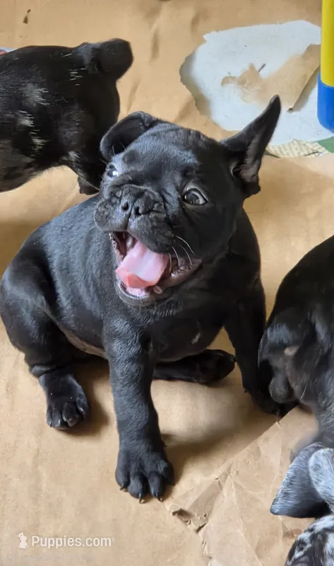COWBOY – French Bulldog puppy for sale in Pensacola, FL