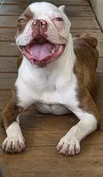 Beanie, a female Boston Terrier and Frenchton for sale in Pensacola, FL – 5 of 7