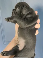 COWBOY, a male French Bulldog for sale in Pensacola, FL – 6 of 7