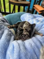 Domino 88/12, a male Frenchton for sale in Pensacola, FL – 5 of 10
