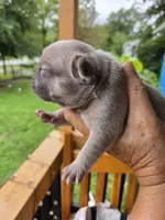 Bit-O-Honey 88/12 Isabella, a male Frenchton for sale in Pensacola, FL – 6 of 10