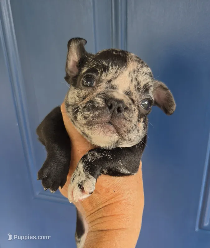 Rainwater – French Bulldog puppy for sale in Pensacola, FL
