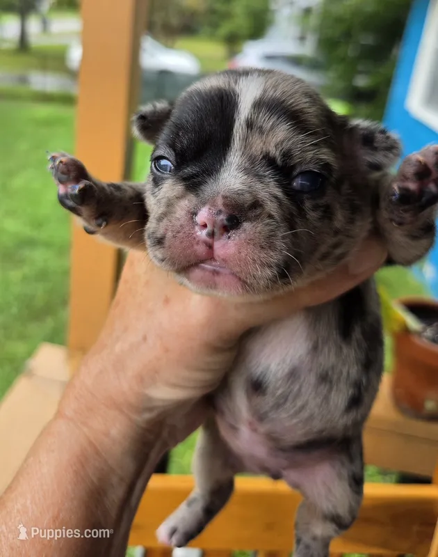 Delta 88/12 – Frenchton puppy for sale in Pensacola, FL