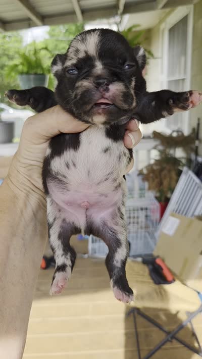 Chief, a male French Bulldog for sale in Pensacola, FL – 2 of 5