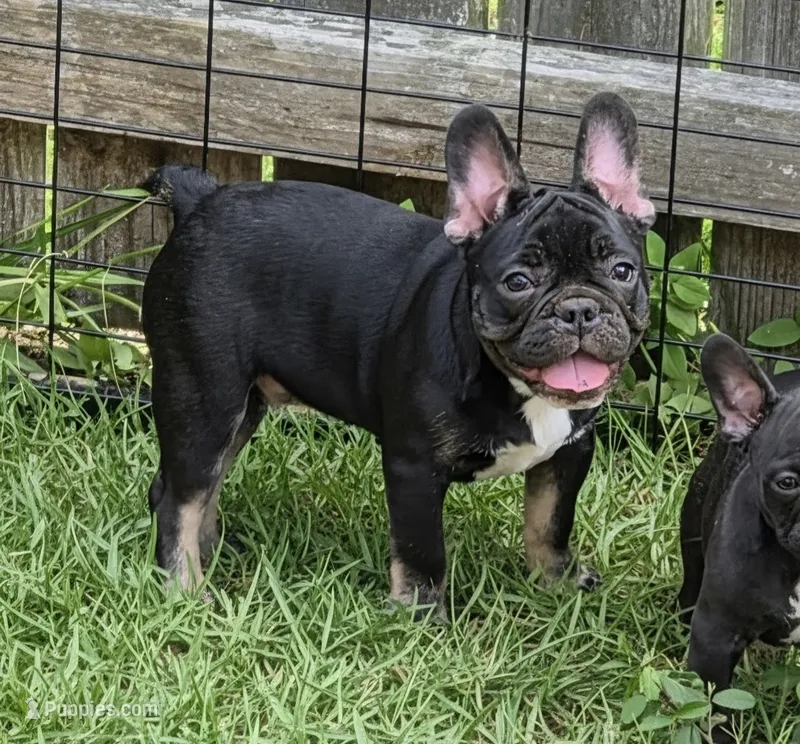 Tango – French Bulldog puppy for sale in Pensacola, FL