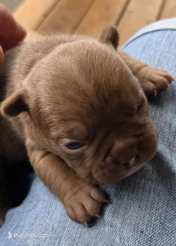 Mars – French Bulldog, Staffordshire Bull Terrier puppy for sale in Pensacola, FL