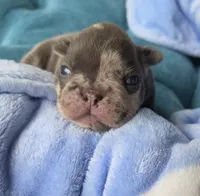 Cadbury 88/12, a male Frenchton for sale in Pensacola, FL – 3 of 10