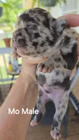 Mo, a male French Bulldog for sale in Pensacola, FL – 2 of 2