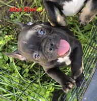 Kiwi, a female French Bulldog for sale in Pensacola, FL – 2 of 3