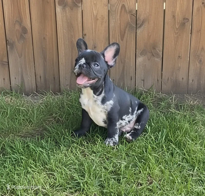 Rip – French Bulldog puppy for sale in Pensacola, FL