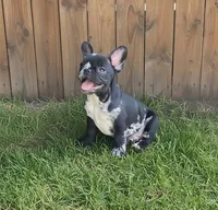 Rip, a male French Bulldog for sale in Pensacola, FL – 1 of 4