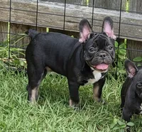 Tango  (Black Tan Point), a male French Bulldog for sale in Pensacola, FL – 2 of 9