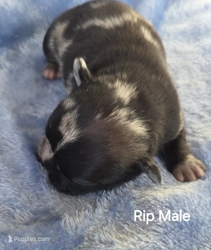 Rip – French Bulldog puppy for sale in Pensacola, FL