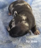 Rip, a female French Bulldog for sale in Pensacola, FL – 1 of 5