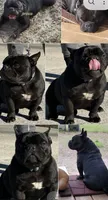 Gem, a female French Bulldog and Shorty Bull for sale in Pensacola, FL – 4 of 6