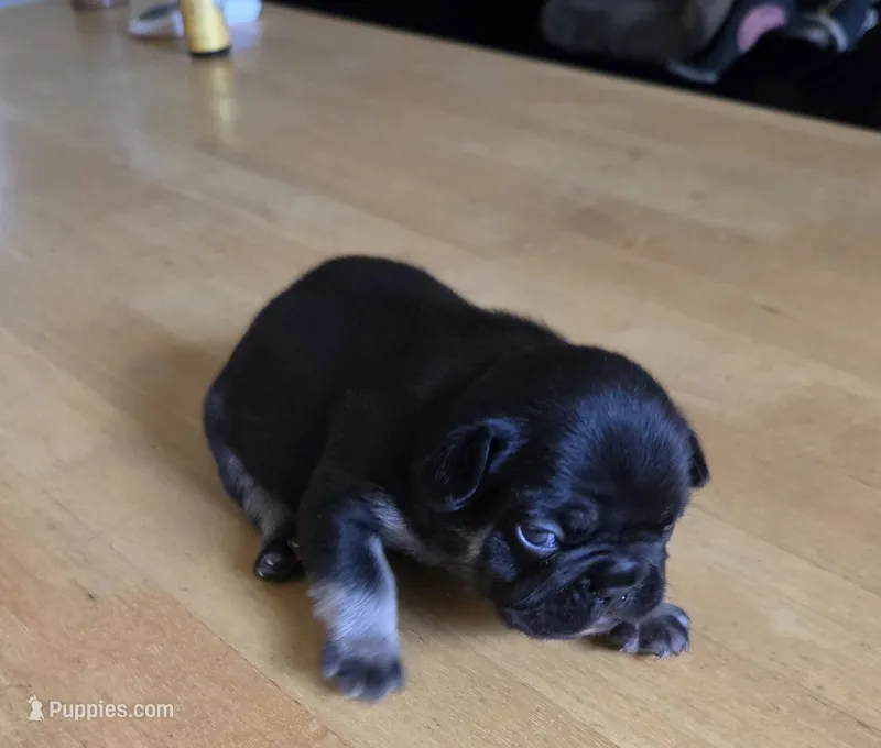 Mr.Pibb (Chocolate tan point) 88/12% – French Bulldog, Frenchton puppy for sale in Pensacola, FL