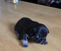 Mr.Pibb Coco Tan point, a male French Bulldog for sale in Pensacola, FL – 1 of 10