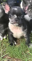 Rip merle , a male French Bulldog for sale in Pensacola, FL – 3 of 6