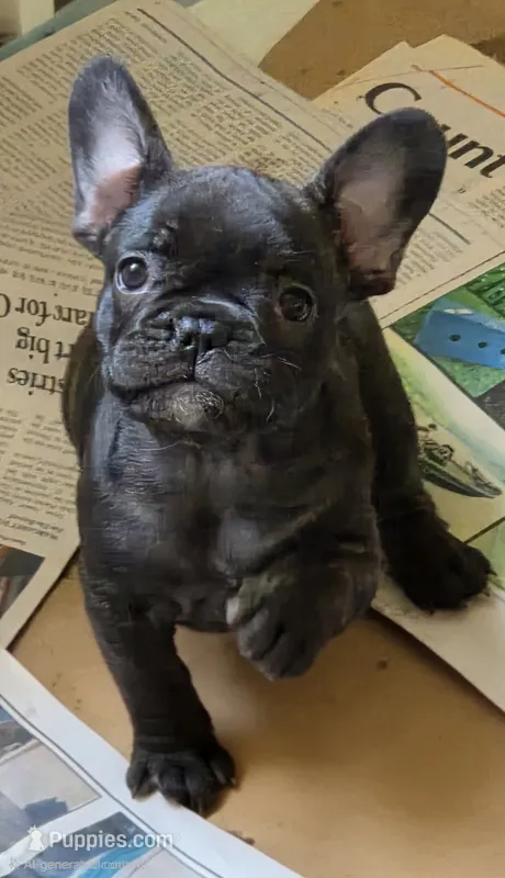 Laramie  – French Bulldog puppy for sale in Pensacola, FL