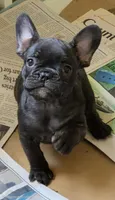 Laramie , a female French Bulldog for sale in Pensacola, FL – 1 of 7