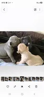 Poppy lilac, a female French Bulldog for sale in Pensacola, FL – 2 of 2