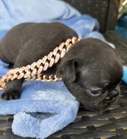Beth Dutton (mini), a female French Bulldog for sale in Pensacola, FL – 2 of 7