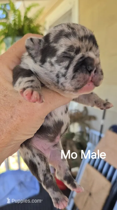 Mo – French Bulldog puppy for sale in Pensacola, FL