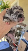 Mo, a male French Bulldog for sale in Pensacola, FL – 1 of 2