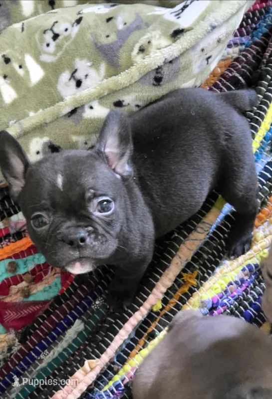 Lulu – French Bulldog, Shorty Bull puppy for sale in Pensacola, FL