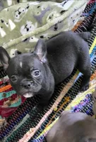 Lulu, a female French Bulldog and Shorty Bull for sale in Pensacola, FL – 1 of 4