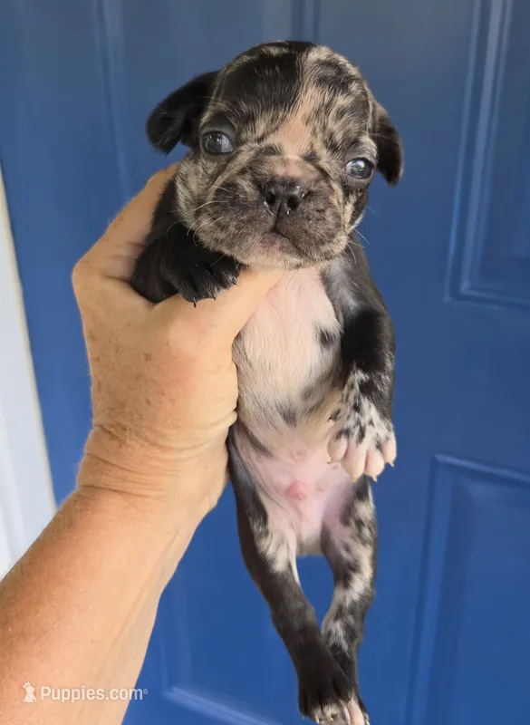 Rainwater – French Bulldog puppy for sale in Pensacola, FL