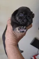 Mr.Pibb Coco Tan point, a male French Bulldog for sale in Pensacola, FL – 4 of 10
