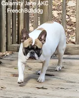 Miami (Chocolate), a female English Bulldog and French Bulldog for sale in Pensacola, FL – 6 of 8