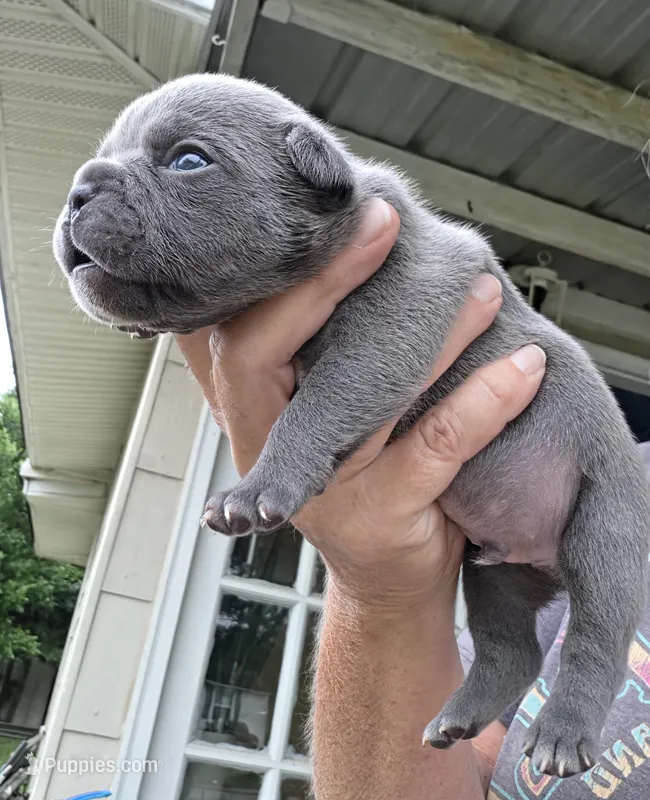 Ocean – French Bulldog puppy for sale in Pensacola, FL