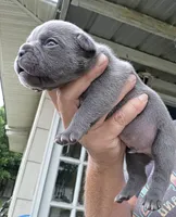 Ocean, a male French Bulldog for sale in Pensacola, FL – 1 of 2