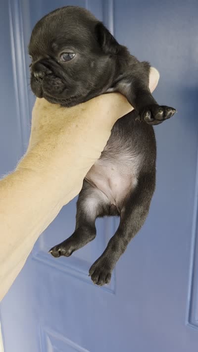 Beth Dutton (mini), a female French Bulldog for sale in Pensacola, FL – 7 of 7