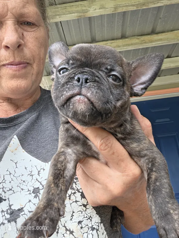 Lulu – French Bulldog, Shorty Bull puppy for sale in Pensacola, FL