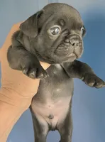 COWBOY, a male French Bulldog for sale in Pensacola, FL – 3 of 7