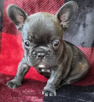 Laramie , a female French Bulldog for sale in Pensacola, FL – 4 of 7